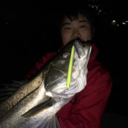 シーマジカル 釣果