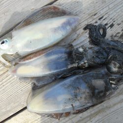 こかわ渡船　雅丸 釣果