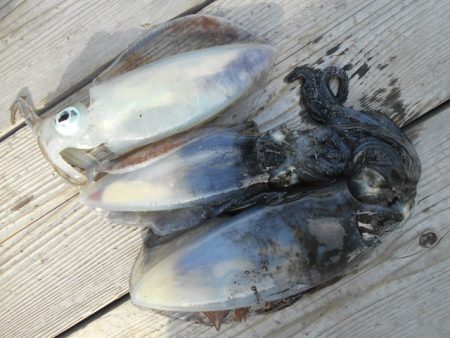 こかわ渡船　雅丸 釣果