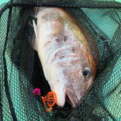 さんさん丸 釣果