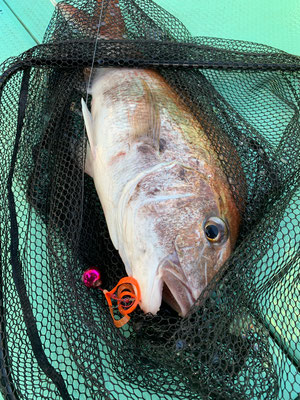 さんさん丸 釣果