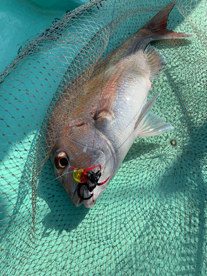 さんさん丸 釣果