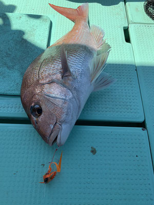 さんさん丸 釣果
