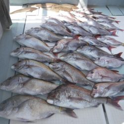 遊漁船 幸友丸 釣果