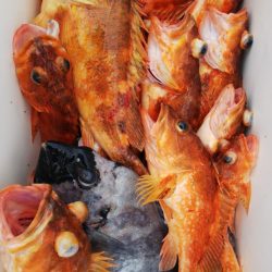 第二龍勢丸 釣果