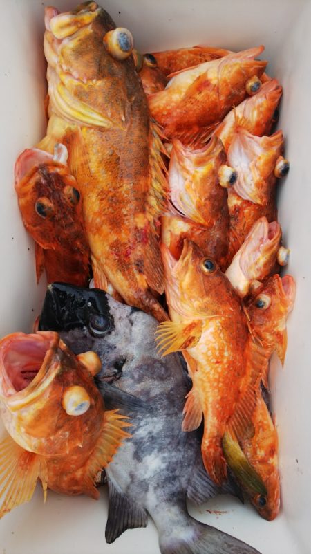 第二龍勢丸 釣果