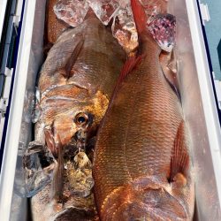 第二八坂丸 釣果