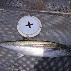 FISHING RISKY 釣果