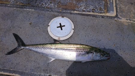 FISHING RISKY 釣果