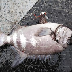 第二龍勢丸 釣果