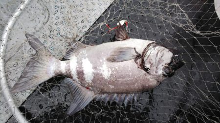 第二龍勢丸 釣果