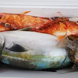 第二龍勢丸 釣果