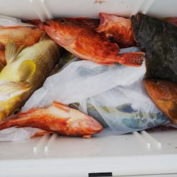 第二龍勢丸 釣果