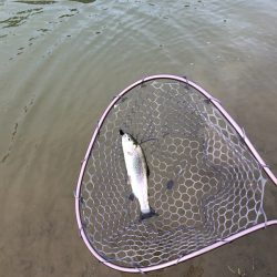 白州トラウトフィッシングエリア シルフ 釣果