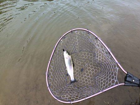 白州トラウトフィッシングエリア　シルフ 釣…