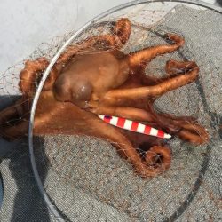 へいみつ丸 釣果