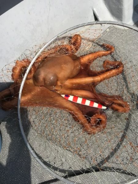 へいみつ丸 釣果