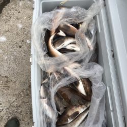 第八平成丸 釣果