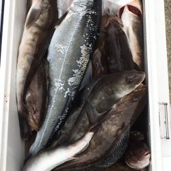 第八平成丸 釣果