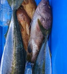 海龍丸（福岡） 釣果