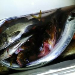 横内丸 釣果