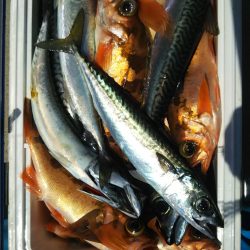 モンロー号 釣果