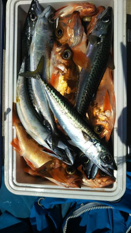 モンロー号 釣果