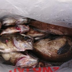 オーフリー 釣果