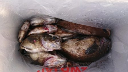 オーフリー 釣果