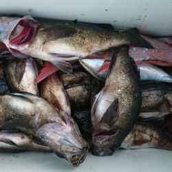 オーフリー 釣果