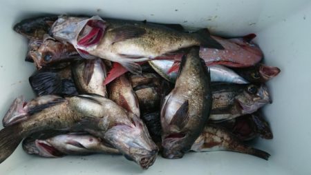 オーフリー 釣果