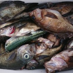 オーフリー 釣果