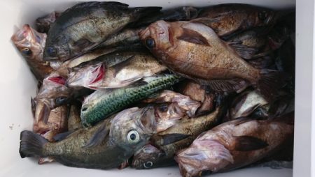 オーフリー 釣果