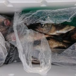 オーフリー 釣果