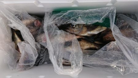 オーフリー 釣果