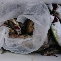 オーフリー 釣果