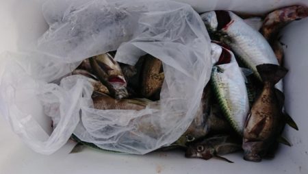 オーフリー 釣果