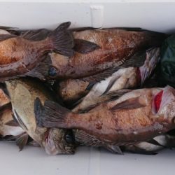 オーフリー 釣果