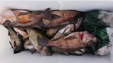 オーフリー 釣果