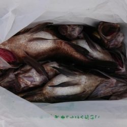 オーフリー 釣果