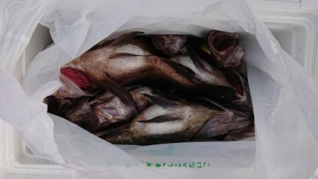 オーフリー 釣果