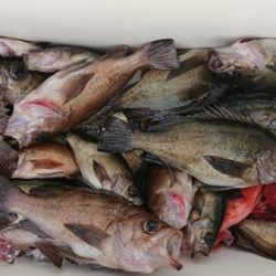 オーフリー 釣果