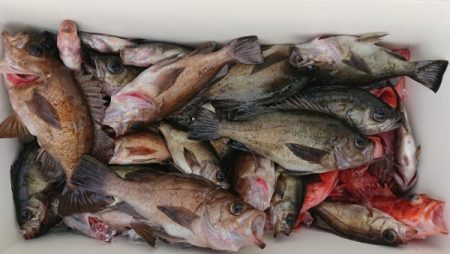 オーフリー 釣果