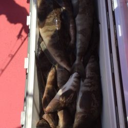 第八平成丸 釣果