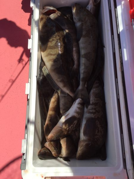 第八平成丸 釣果