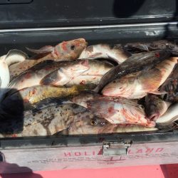 第八平成丸 釣果