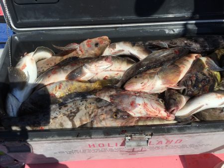 第八平成丸 釣果