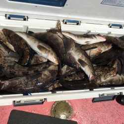 第八平成丸 釣果