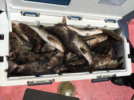 第八平成丸 釣果