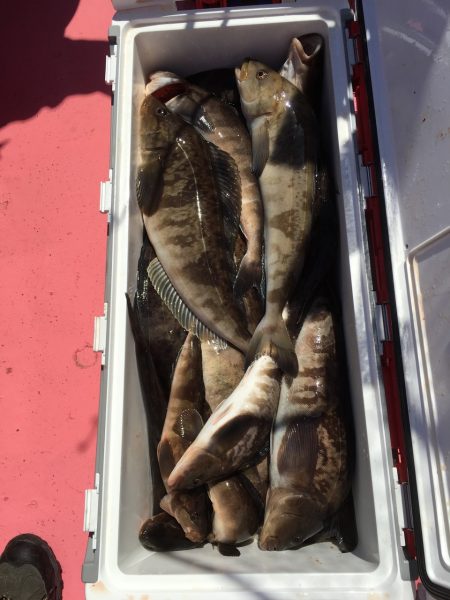 第八平成丸 釣果